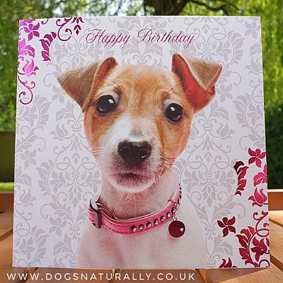 Pretty in Pink Jack Russell Birthday Card